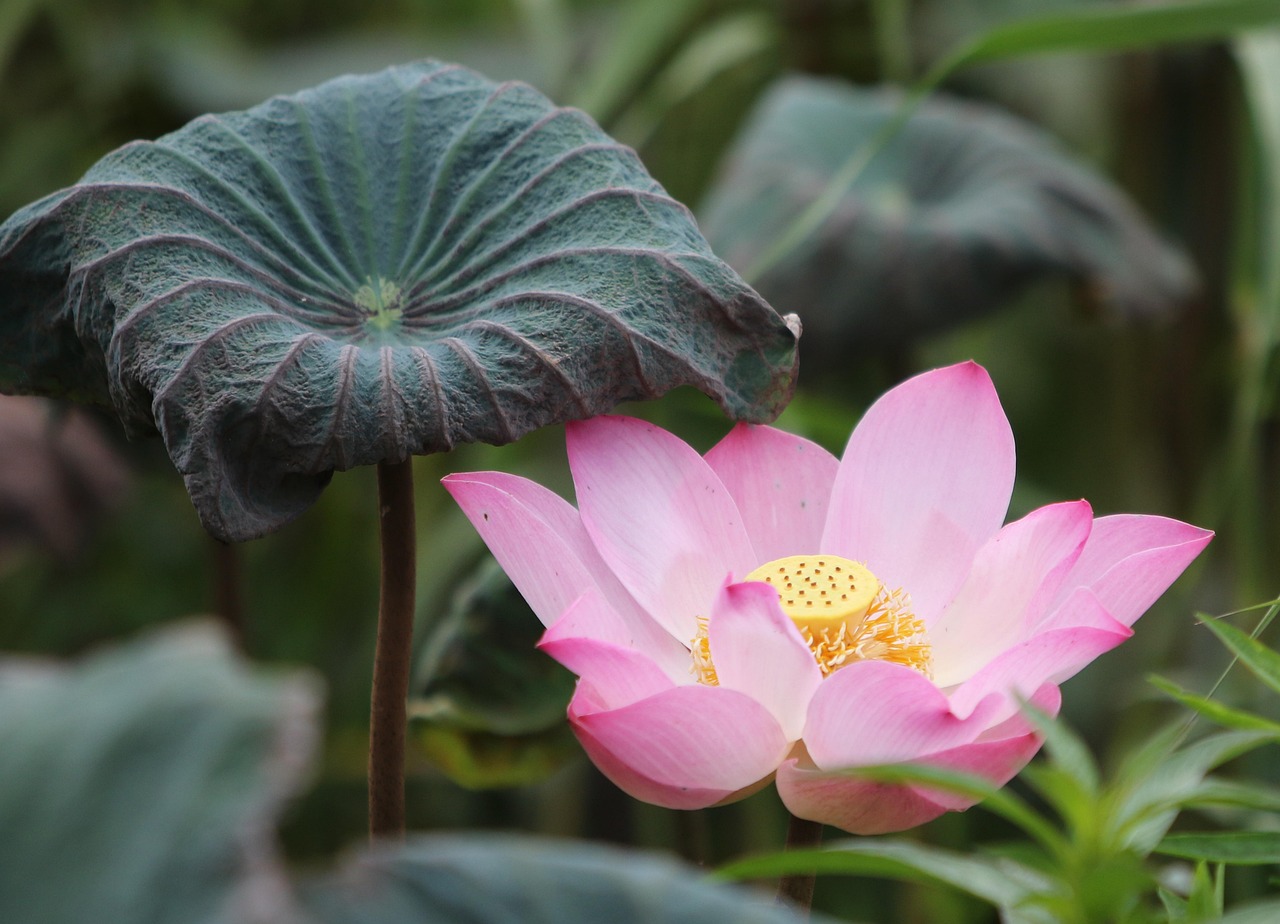 Can I Lotus App Download: Step-by-Step Guide for India (2026)