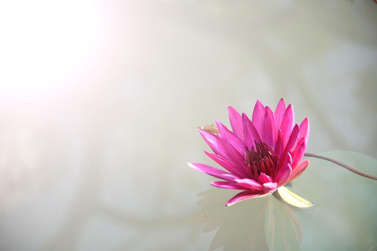 Trending Verified Lotus365 Login: Step-by-Step Guide for India (2026)