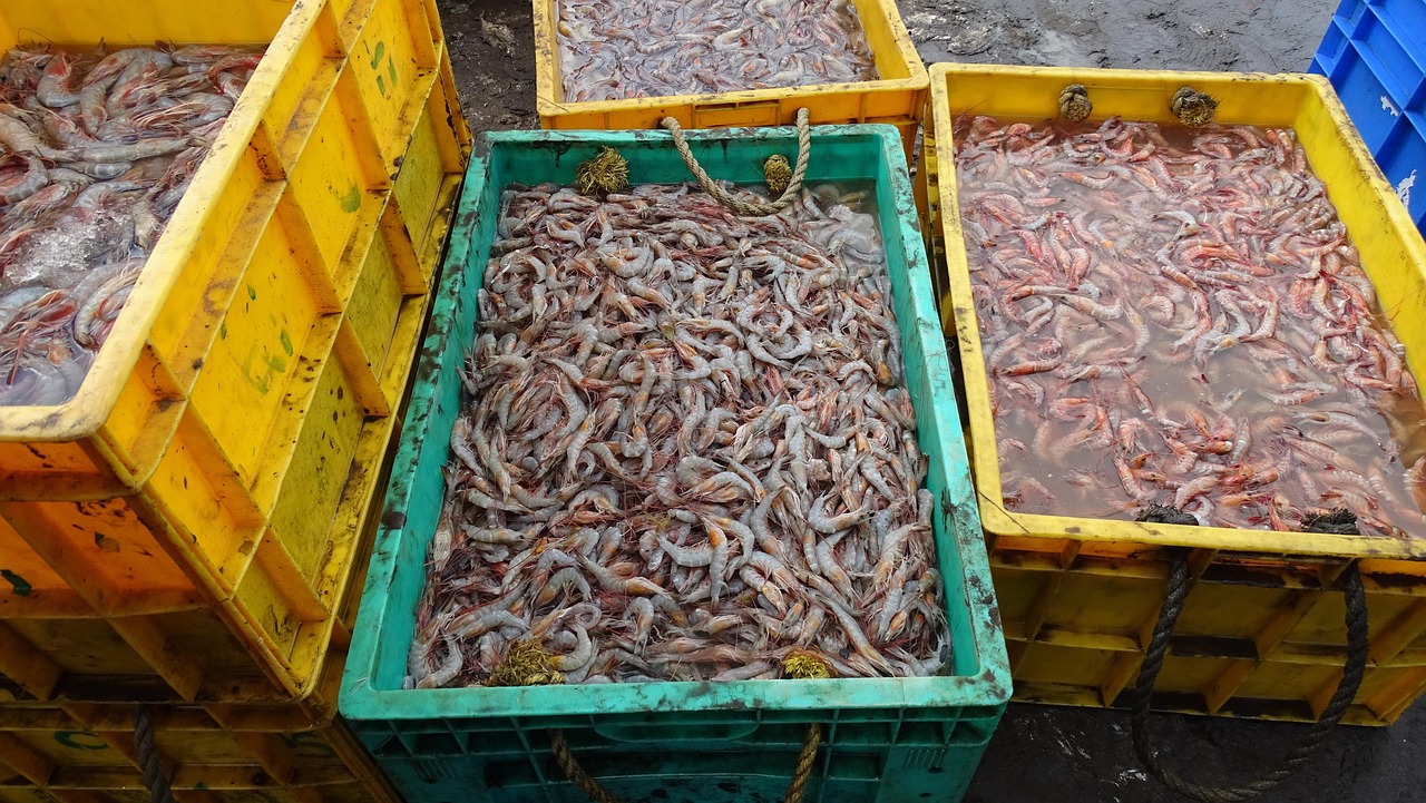 Safe Fish Prawn Crab Review 2026: Bonus, App, Withdrawal Tested